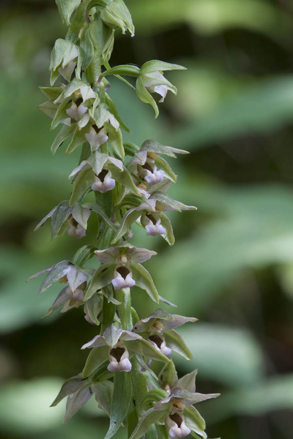 Epipactis helleborine da ID